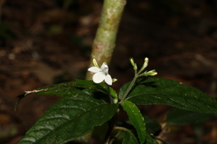 Isoglossa eranthemoides