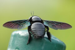 Xylocopa latipes