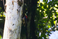 Campephilus guatemalensis
