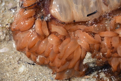 Phlyctenactis tuberculosa