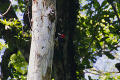 Campephilus guatemalensis