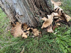 Cerioporus squamosus