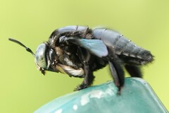 Xylocopa latipes