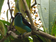 Dacnis lineata