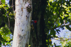 Campephilus guatemalensis