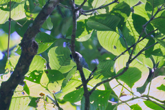 Polioptila bilineata