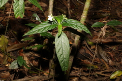 Isoglossa eranthemoides