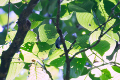 Polioptila bilineata