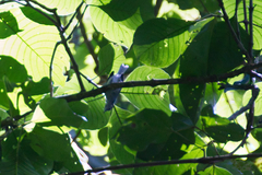 Polioptila bilineata