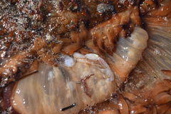 Phlyctenactis tuberculosa