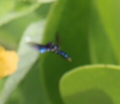 Ocyptamus dimidiatus