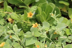 Ocyptamus dimidiatus