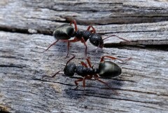 Dolichoderus scabridus