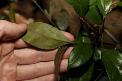 Cryptocarya triplinervis pubens