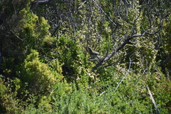 Acanthagenys rufogularis
