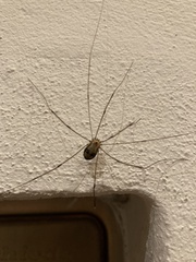 Leiobunum limbatum
