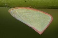 Sanurus