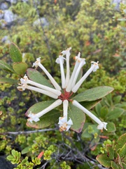 Magnoliopsida