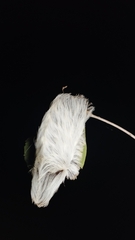 Megalopyginae