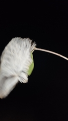 Megalopyginae