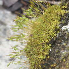 Tortella xanthocarpa