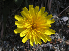 Hypochaeris robertia