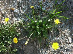 Hypochaeris robertia