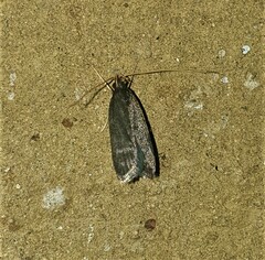 Lecithocera