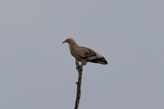 Neophron percnopterus