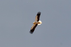 Neophron percnopterus