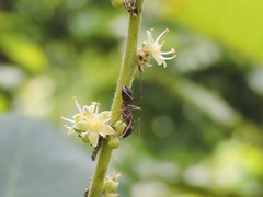 Semecarpus anacardium