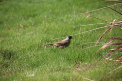 Pycnonotus aurigaster