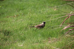 Pycnonotus aurigaster