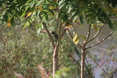 Pycnonotus aurigaster