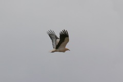 Neophron percnopterus