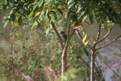 Pycnonotus aurigaster