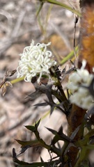 Grevillea trifida