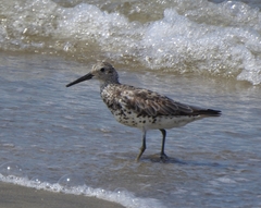 Calidris tenuirostris