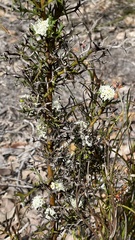 Grevillea trifida
