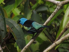 Stilpnia cyanicollis