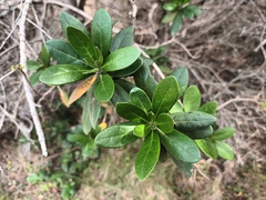 Diospyros dichrophylla