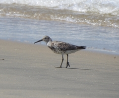 Calidris tenuirostris