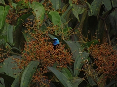 Stilpnia cyanicollis