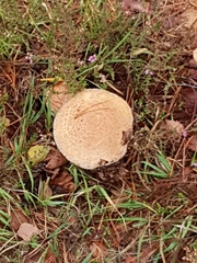Agaricus augustus