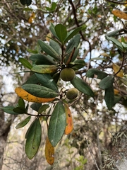 Diospyros dichrophylla