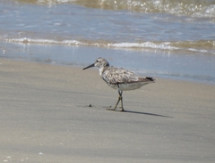 Calidris tenuirostris