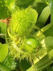 Passiflora vesicaria