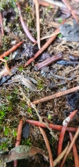 Holoverticata