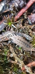 Holoverticata