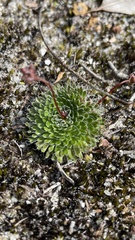 Stylidium piliferum
